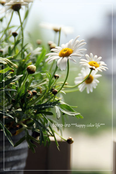 トイロイロ ***happy color life***-マーガレット