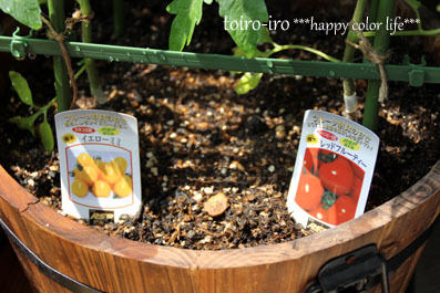 トイロイロ ***happy color life***-ベランダ菜園