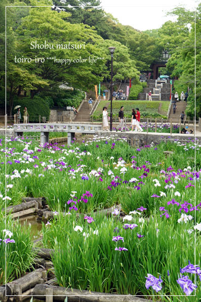 トイロイロ ***happy color life***-菖蒲祭り