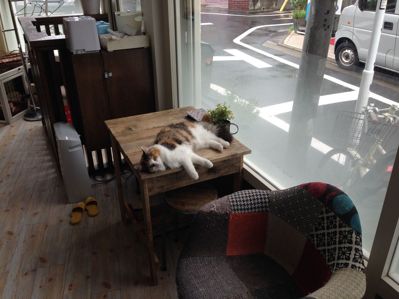 朗報 東長崎の猫カフェ ねこの靴下 は美形ぞろい といたま生活情報ブログ 朗報 東長崎の猫カフェ ねこの靴下 は美形ぞろい といたま生活情報ブログ