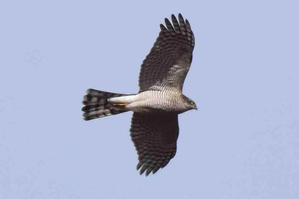 19年12月 トジブロ