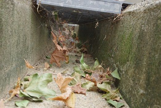 IMGP4544ちょっとだけ巣あり