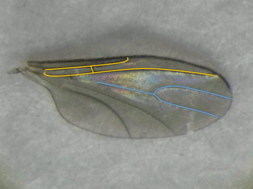 kurobane-wing
