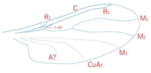 wing