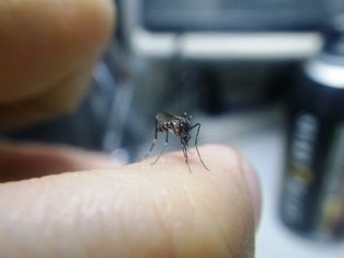 コバエの季節 虫捕りたちのつぶやき
