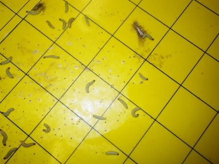 メイガの根性 虫捕りたちのつぶやき メイガの根性 虫捕りたちのつぶやき