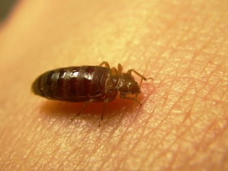 テイクアウト 虫捕りたちのつぶやき テイクアウト 虫捕りたちのつぶやき