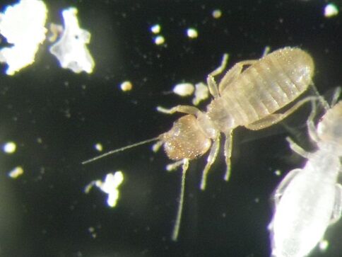 虫捕りたちのつぶやき