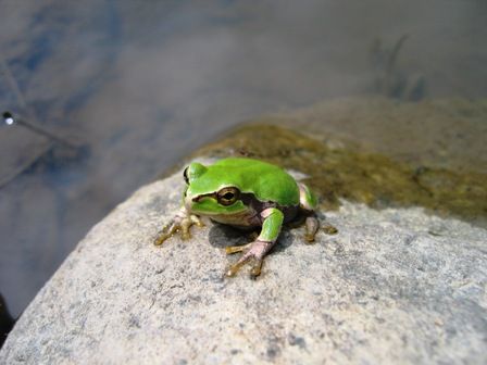 虫捕りたちのつぶやき:緑の生き物
