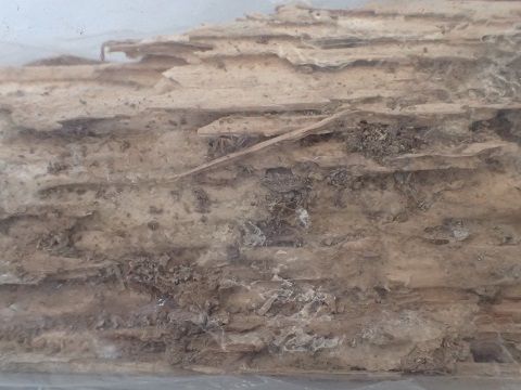 ムネアカオオアリ 虫捕りたちのつぶやき ムネアカオオアリ 虫捕りたちのつぶやき