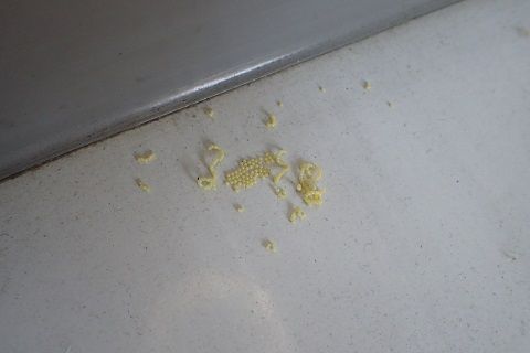 死に際の 虫捕りたちのつぶやき 死に際の 虫捕りたちのつぶやき