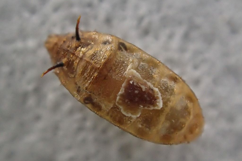 仕事はじめ 虫はじめ 虫捕りたちのつぶやき 仕事はじめ 虫はじめ 虫捕りたちのつぶやき