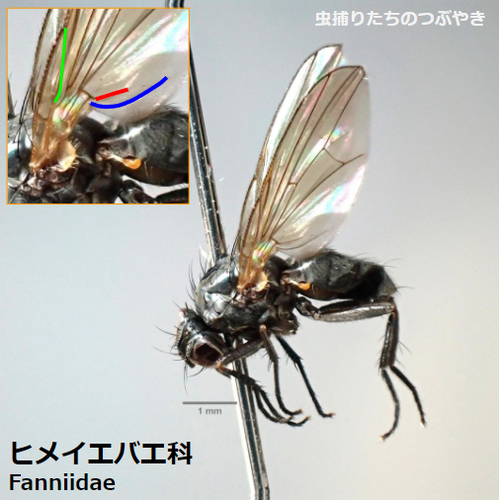 ヒメイエバエ特徴