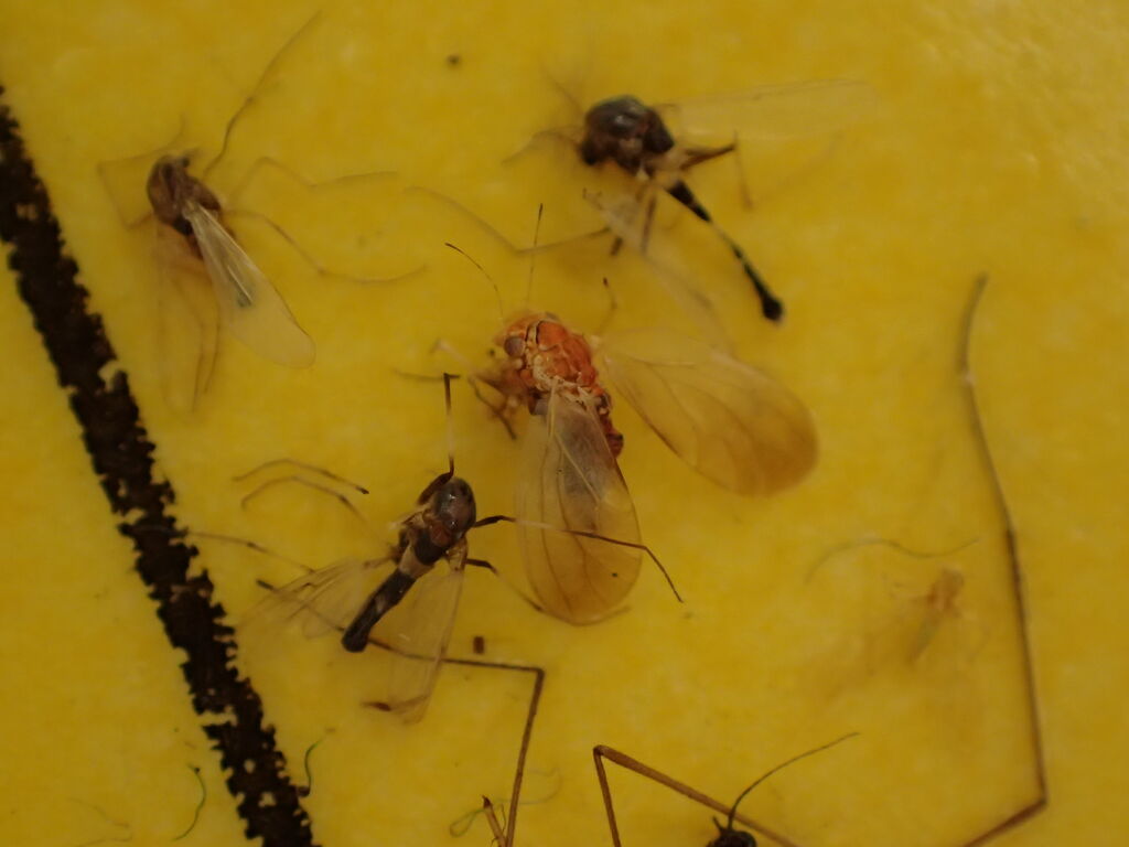 虫捕りたちのつぶやき 虫捕りたちのつぶやき