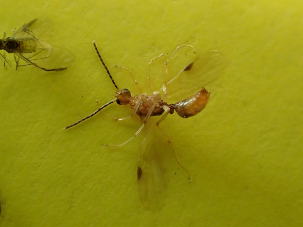 お腹白い毛 羽虫 お腹白い毛 羽虫