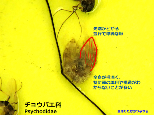 チョウバエ特徴
