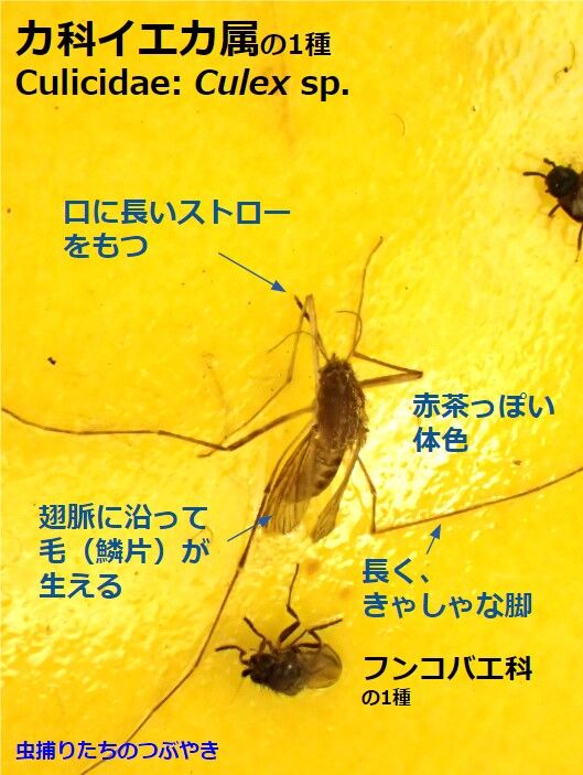 イエカ属特徴