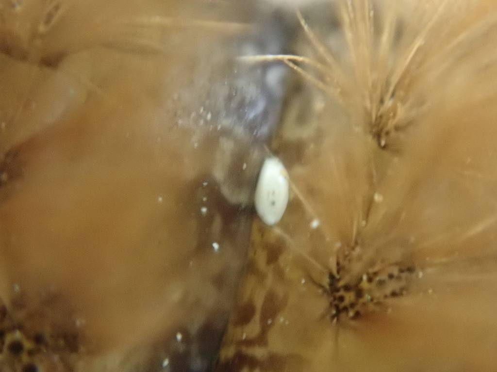 モフモフしてる意味って 虫捕りたちのつぶやき