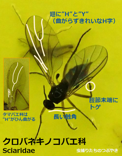 クロバネキノコバエ特徴