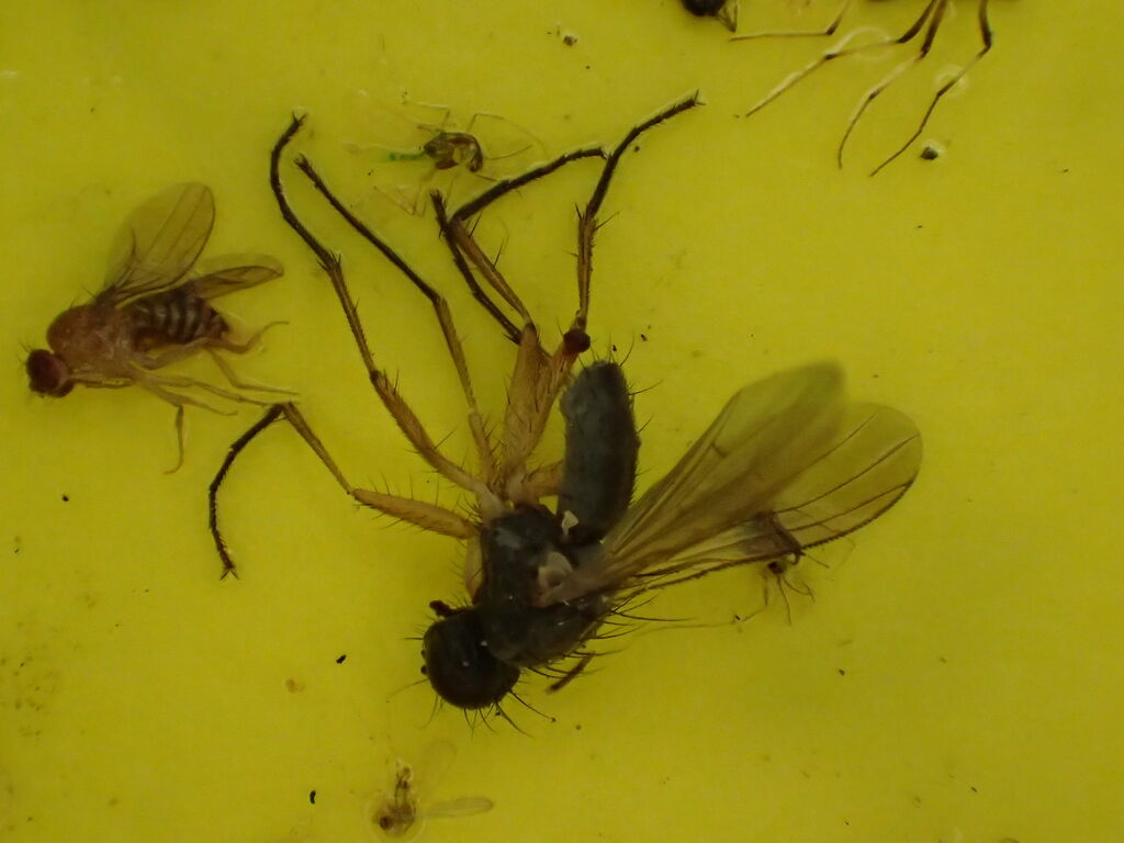 虫捕りたちのつぶやき 虫捕りたちのつぶやき