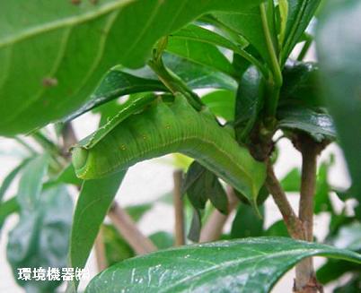 庭木の害虫駆除 虫捕りたちのつぶやき 庭木の害虫駆除 虫捕りたちのつぶやき