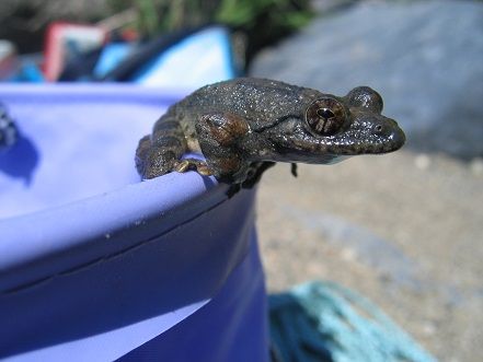 虫捕りたちのつぶやき 遠足 カエルの町 虫捕りたちのつぶやき 遠足 カエルの町