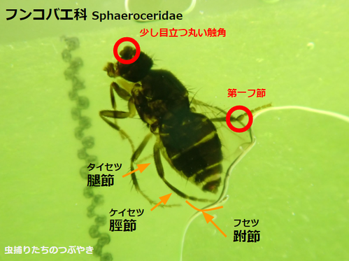 フンコバエ特徴
