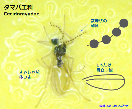 タマバエ科特徴