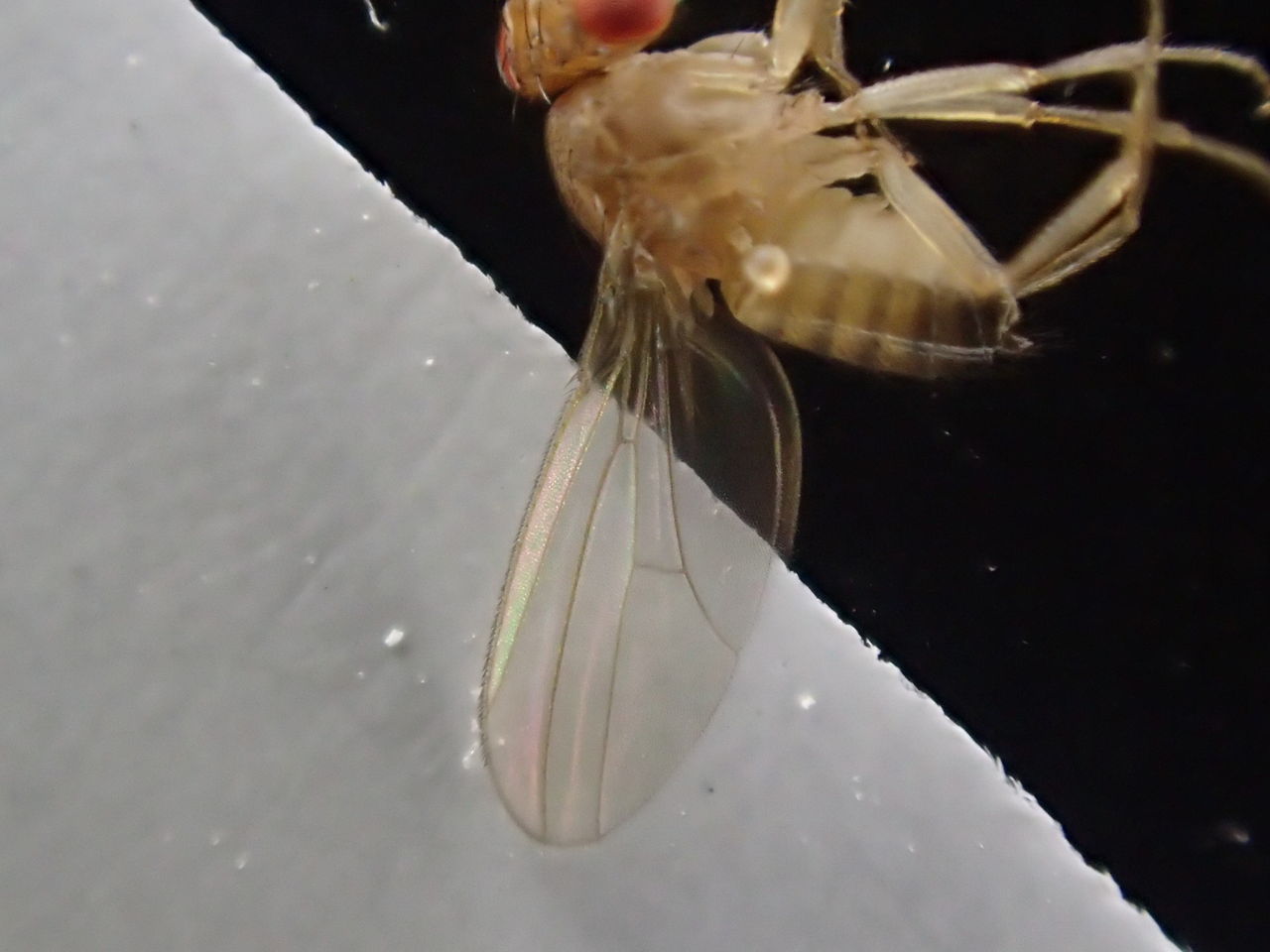 仕事はじめ 虫はじめ 虫捕りたちのつぶやき