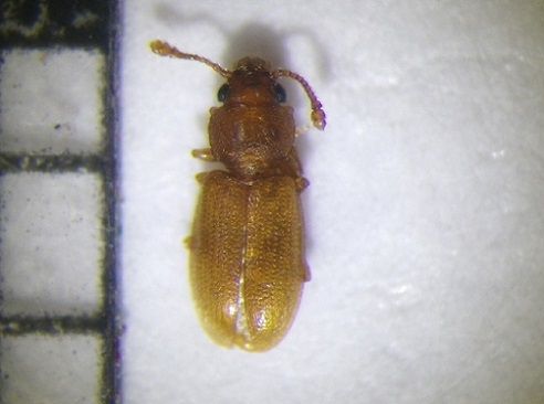 カドコブホソヒラタムシ表