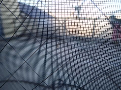 冬のコバエ類 虫捕りたちのつぶやき 冬のコバエ類 虫捕りたちのつぶやき