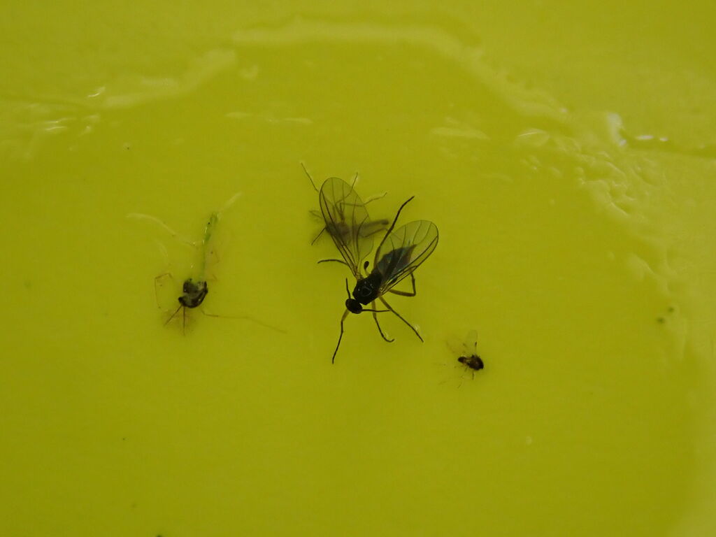 ワラジムシじゃないよ 虫捕りたちのつぶやき