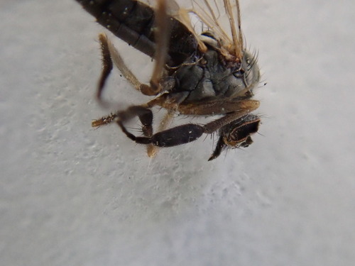 P4230247