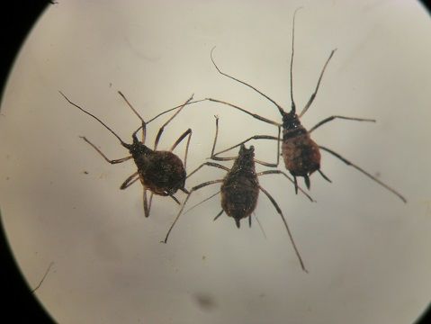 春先のアブラムシ 虫捕りたちのつぶやき