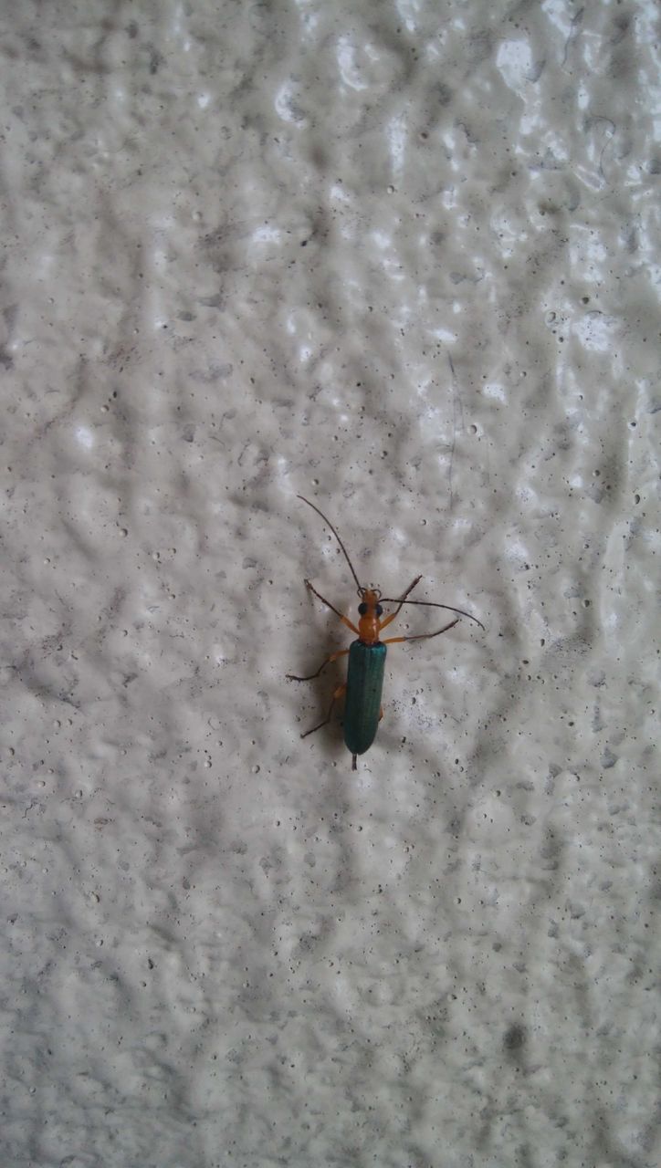 アオカミキリモドキ 虫捕りたちのつぶやき アオカミキリモドキ 虫捕りたちのつぶやき
