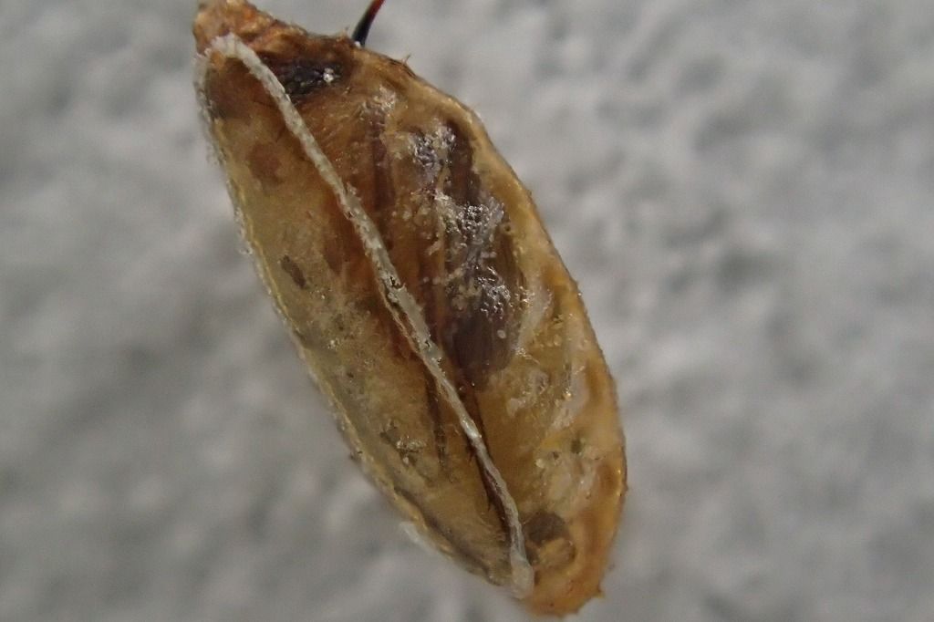 さなぎのなかみ 虫捕りたちのつぶやき