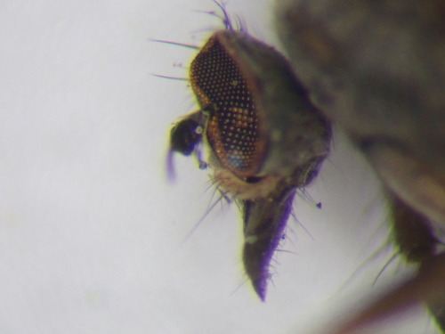 P4230248