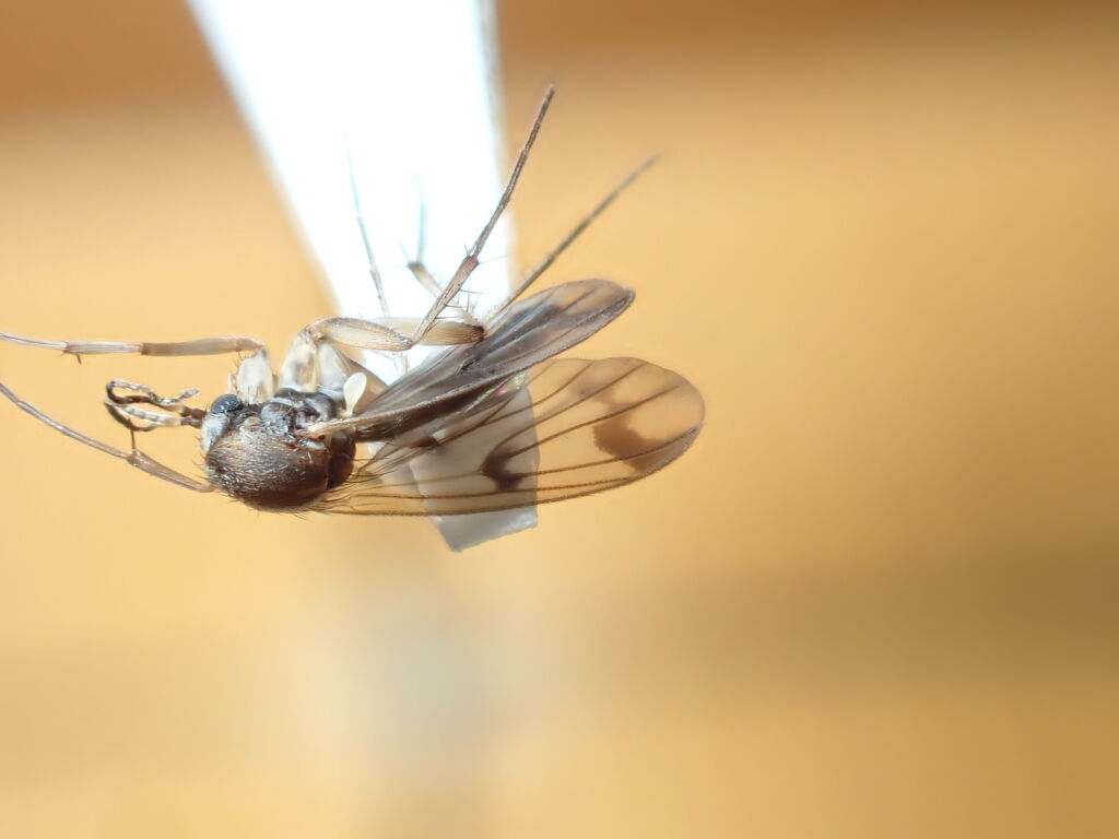 チリも積もれば虫がいる 虫捕りたちのつぶやき チリも積もれば虫がいる 虫捕りたちのつぶやき