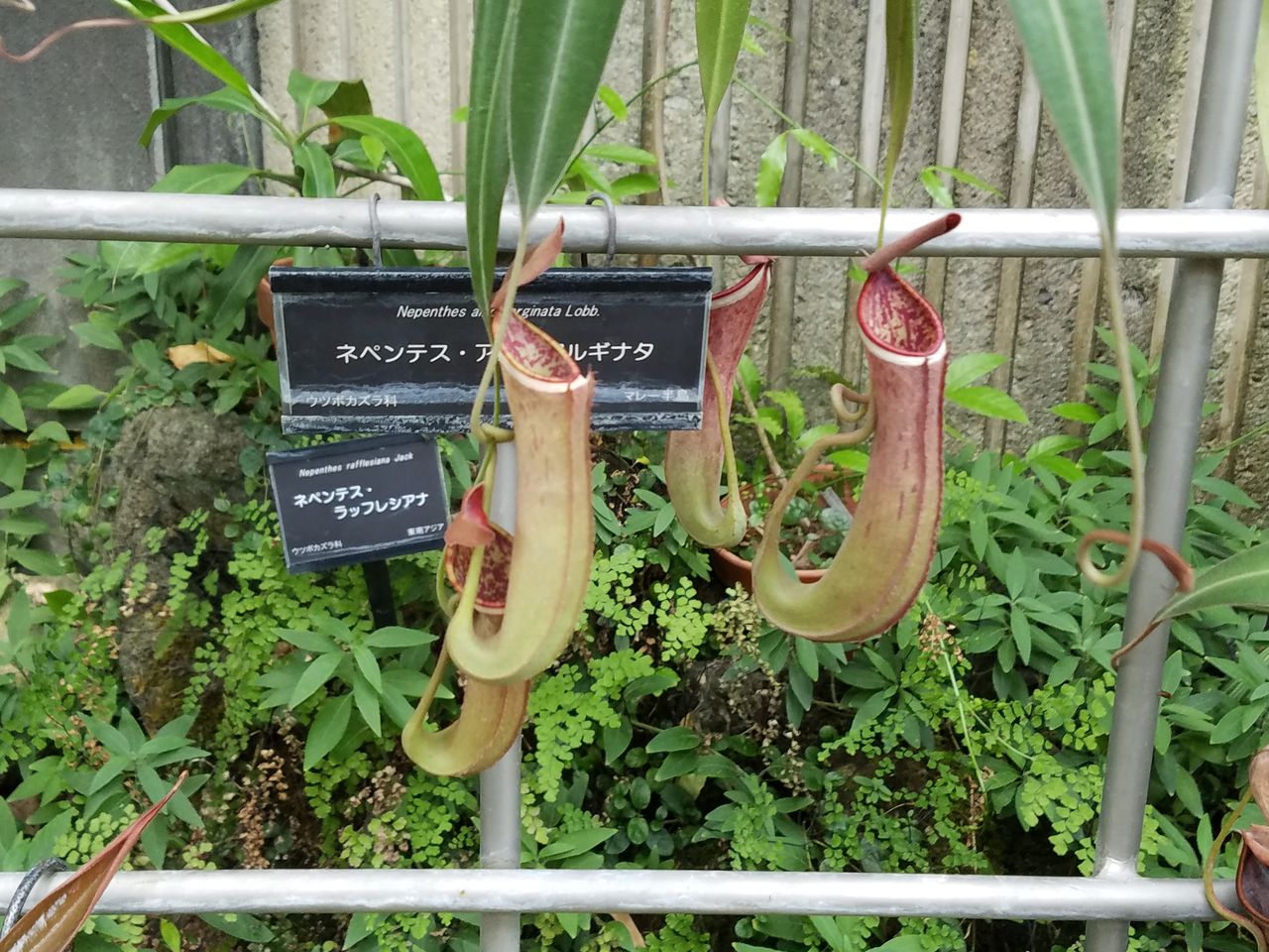 虫捕りたちのつぶやき