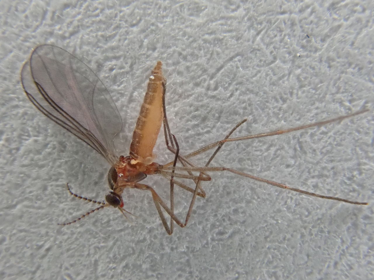 クロバネ タマバエ どっち 虫捕りたちのつぶやき