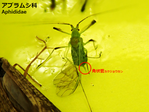 アブラムシ科