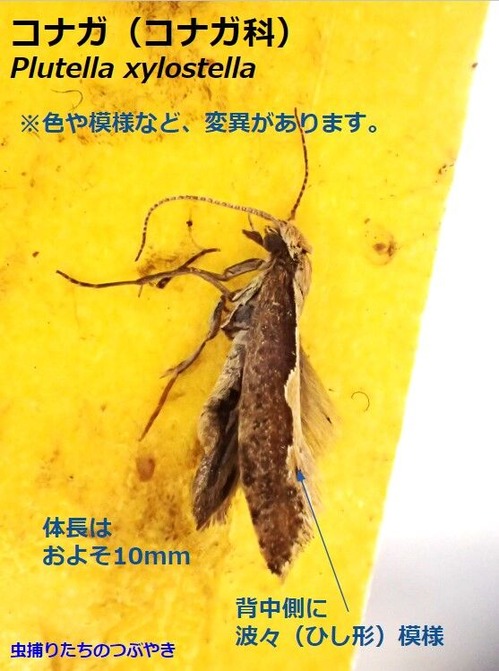 コナガ特徴