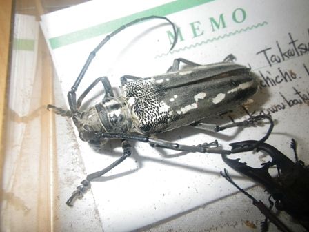 逆襲のヒメマルカツオブシムシ 虫捕りたちのつぶやき