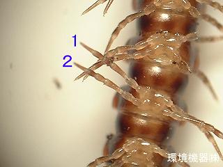 ヤスデの季節 虫捕りたちのつぶやき ヤスデの季節 虫捕りたちのつぶやき