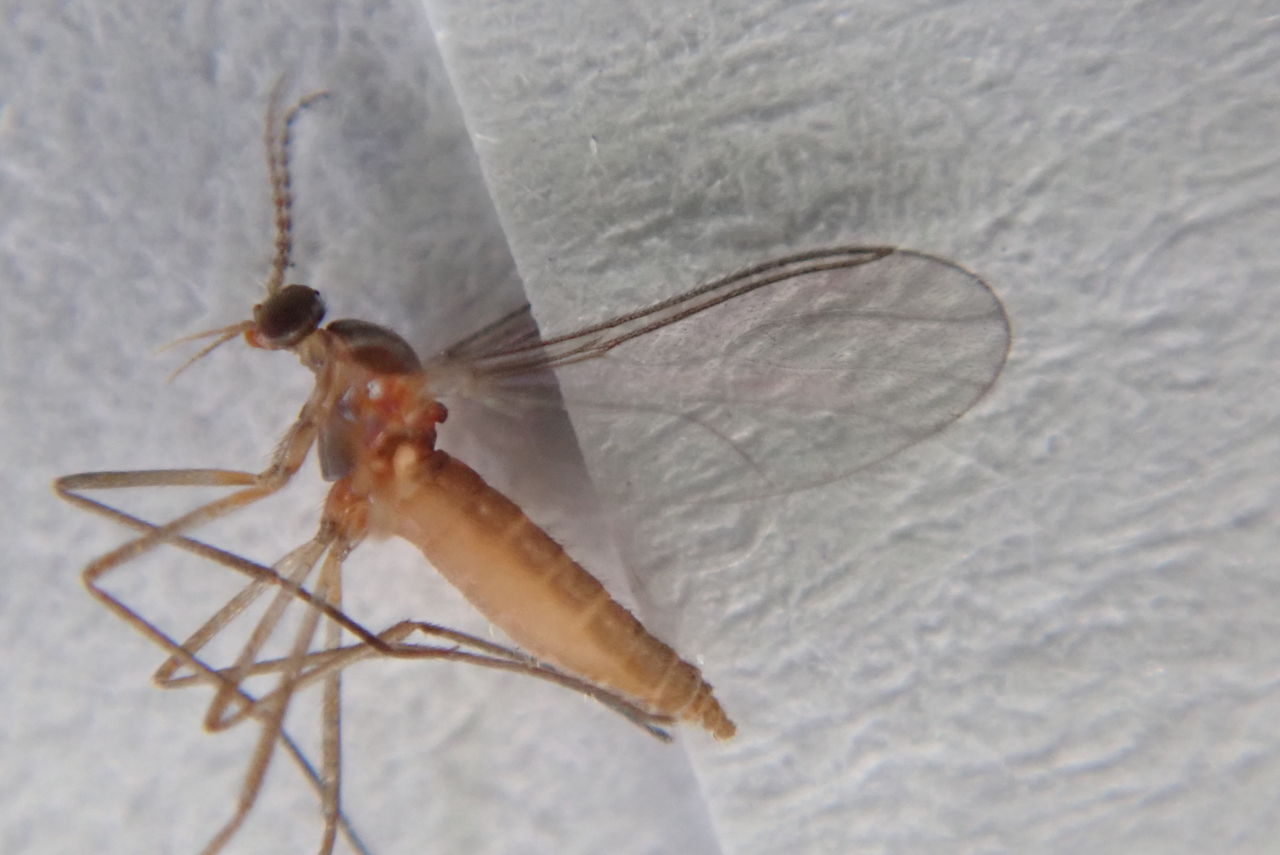 クロバネ タマバエ どっち 虫捕りたちのつぶやき クロバネ タマバエ どっち 虫捕りたちのつぶやき