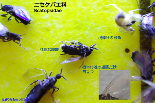 ニセケバエ説明