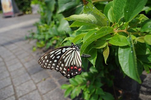 IMGP5083