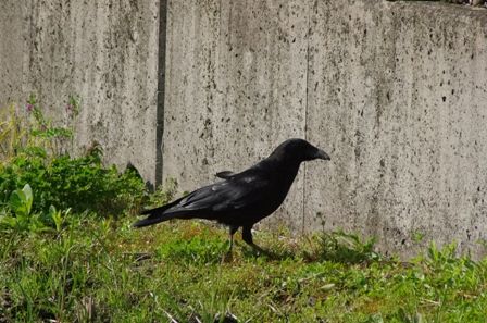 カラスの季節 虫捕りたちのつぶやき
