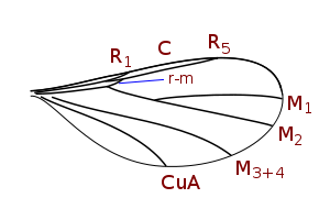 300px-Lestremiini_wing_veins.svg