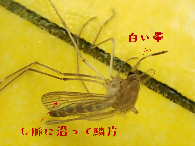 虫捕りたちのつぶやき:春の”2”草 → ”1”草